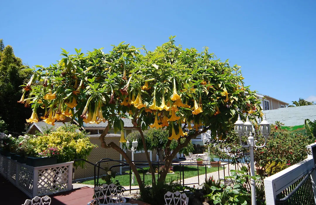 Rose Garden Inn-1