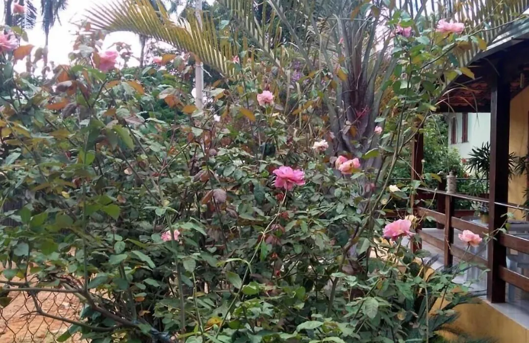 Pousada Licuri-1