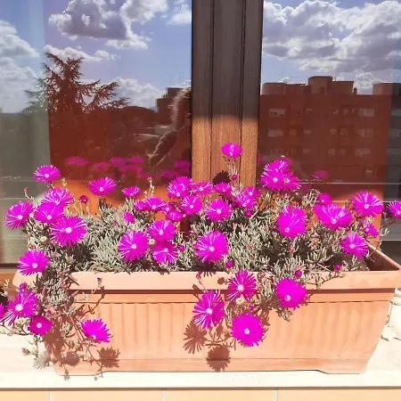 L'Orchidea di Ale-3