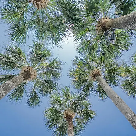 Royal Palms Motel-3