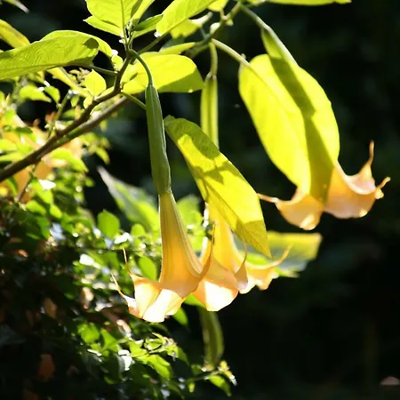 Chambres Au Jardin-3